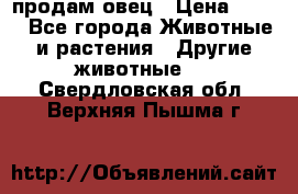  продам овец › Цена ­ 100 - Все города Животные и растения » Другие животные   . Свердловская обл.,Верхняя Пышма г.